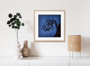 Solitary tree star-filled sky art