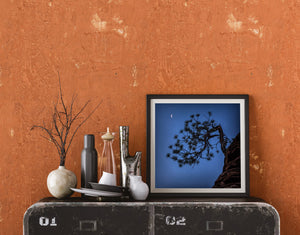 Minimalist night nature décor