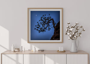 Nocturnal landscape fine art print