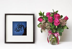 Peaceful arbour under stars photography