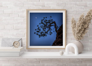 Quiet night nature scene