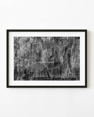 Dense Louisiana cypress grove with broad trunks reflected in still swamp water