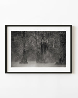 Louisiana swamp mist