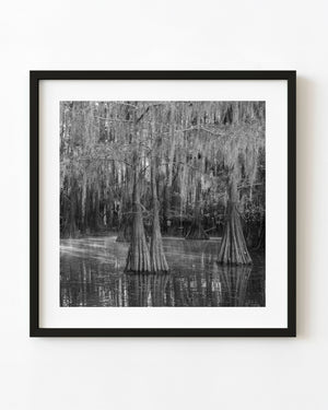 Moss-draped Louisiana cypress trees reflected in swamp water crossed by light and mist