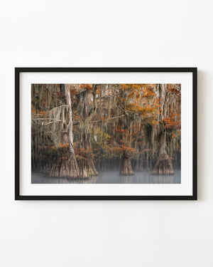 Louisiana cypress trees with orange autumn foliage reflected in misty swamp water
