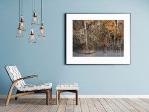 Broad cypress roots beneath autumn leaves and long strands of hanging moss