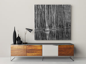 Louisiana cypress woodland reflected in rippling water with layered grey tones