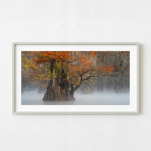 Misty Morning at Caddo Lake - Majestic Cypress Trees Photo | Photo Art Print fine art photographic print