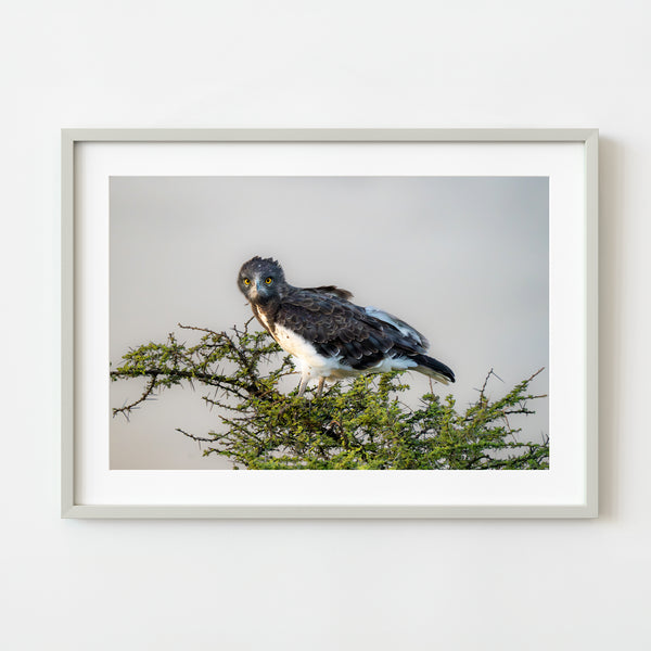 Majestic Gaze of the Martial Eagle in Serengeti fine art photographic print