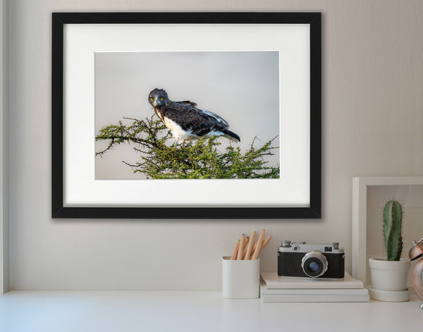 Majestic Gaze of the Martial Eagle in Serengeti fine art photographic print