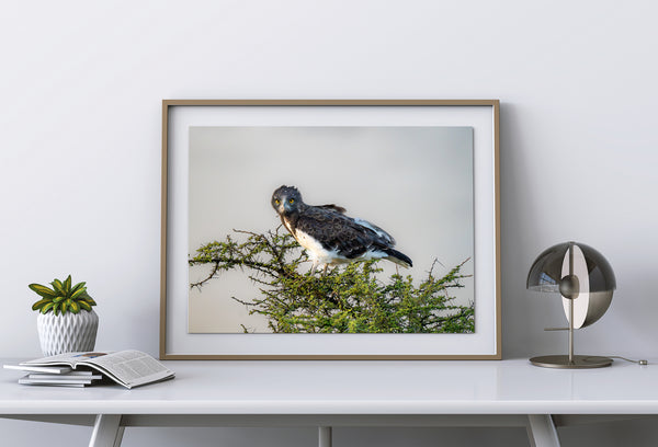 Majestic Gaze of the Martial Eagle in Serengeti fine art photographic print
