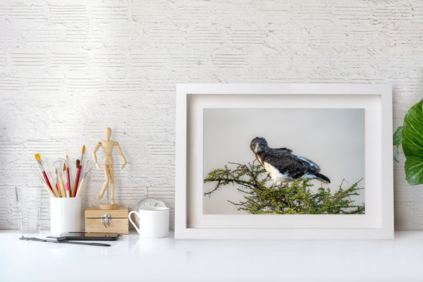 Majestic Gaze of the Martial Eagle in Serengeti fine art photographic print