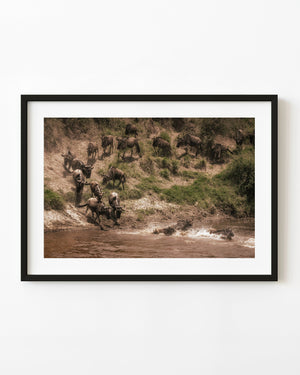 Wildebeest descend a steep bank and splash into the Mara River