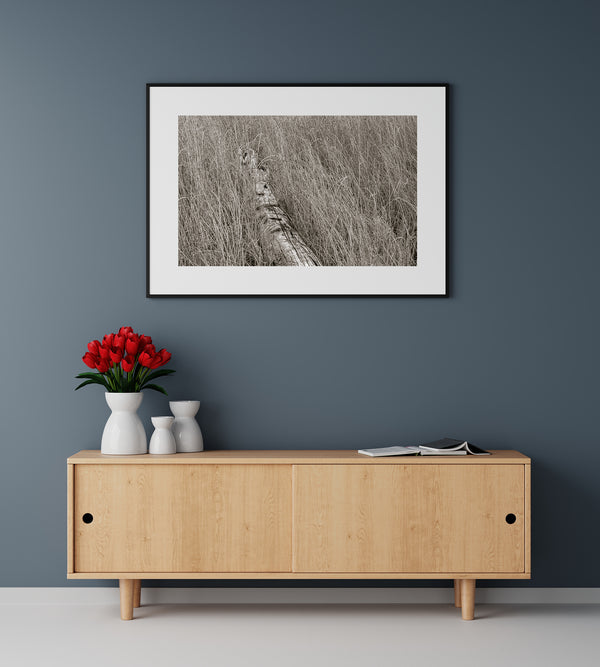 Marshland Simplicity | Photo Art Print fine art photographic print