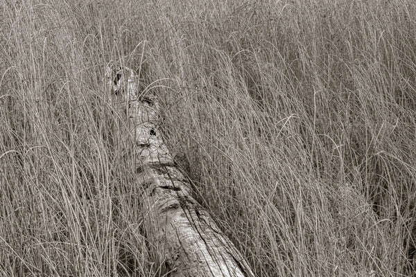 Marshland Simplicity | Photo Art Print fine art photographic print