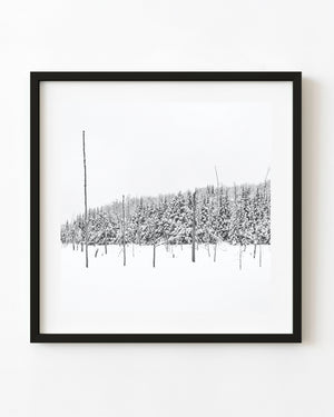 Minimalist black and white winter landscape with snow-covered Haliburton trees