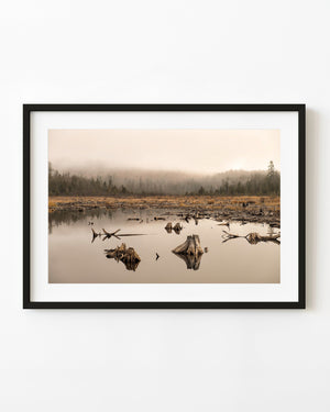Misty Haliburton beaver pond with tree stumps reflected in still water