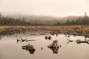 Weathered stumps and fallen branches mirror across a quiet Ontario pond