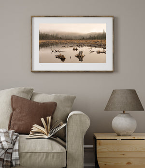 Colour landscape of a misty beaver pond and reflected tree stumps