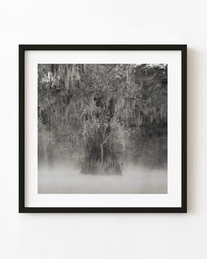 Black and white cypress tree draped in Spanish moss above a misty Louisiana swamp
