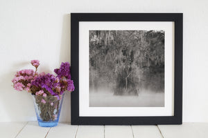 Monochrome Louisiana wetland photograph with mist surrounding cypress roots