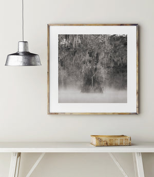 Soft fog drifts across water beneath dense moss-covered branches