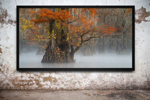 Framed photograph of a tree with autumn foliage in a misty forest setting on a textured wall.