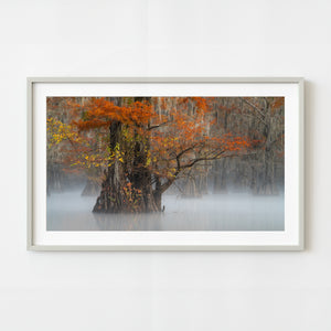 Framed photograph of a tree with autumn foliage in a misty forest setting.