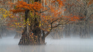 Tree with autumn foliage in a foggy swamp