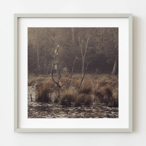 Haliburton swamp fine art print