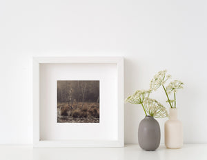 Eerie swamp trees fine art wall decor