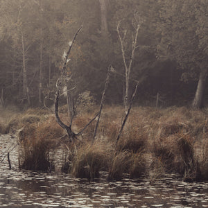Misty wetlands wall art Ontario