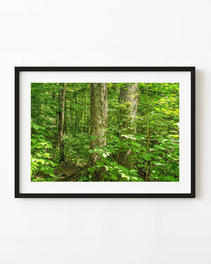 Maple trees Algonquin Park Ontario