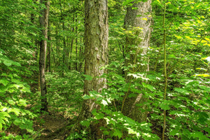 Verdure forestière du parc Algonquin