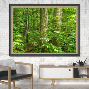 Serene maple trees Algonquin Park