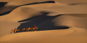 A small camel caravan follows a sunlit ridge through a vast desert