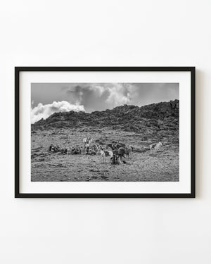 Mongolian eagle hunters group resting with horses in desert landscape
