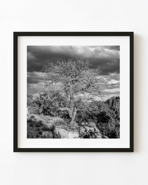 Bare tree in Monument Valley in monochrome