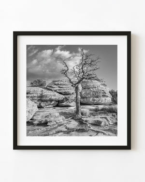 Black and white bare tree standing before layered sandstone in Monument Valley