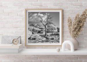 Bare branches contrast with bright clouds and smooth eroded stone