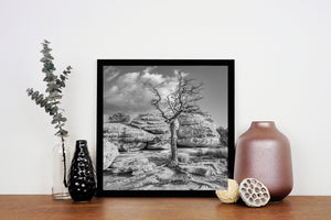 Gnarled tree and layered desert rocks form a square black and white landscape