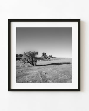 Lone tree in Monument Valley desert