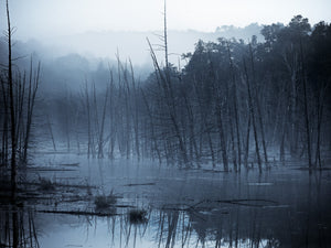 Foggy Canadian forest fine art print