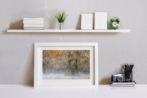 Cypress Morn Mist Cypress | Arte da parete
