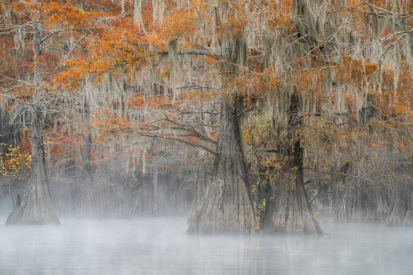 Morning mist Cypress Trees | Photo Art Print