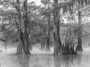 Black and white photo of cypress trees in a swamp with fog