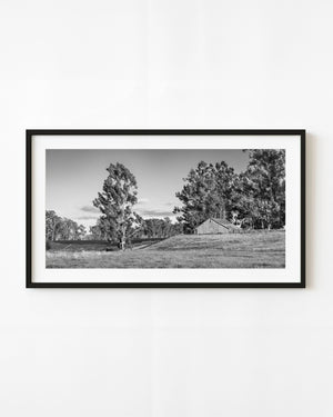Napa Valley barn and vineyard beneath tall trees in black and white