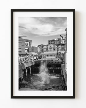 New Zealand waterfront swimming scene with a splash below a diving platform in black and white