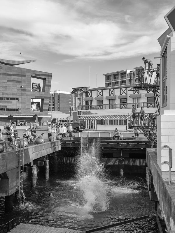 People diving at Wellington dock