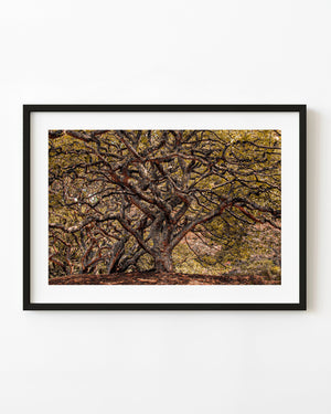 Tangled tree branches forming dense forest canopy in New Zealand